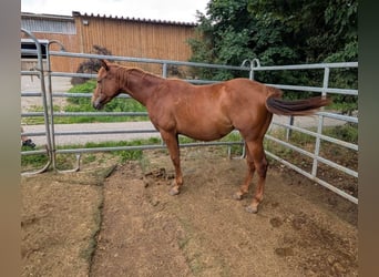 American Quarter Horse, Merrie, 1 Jaar, 150 cm, Vos
