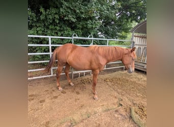 American Quarter Horse, Merrie, 1 Jaar, 150 cm, Vos
