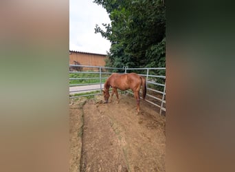 American Quarter Horse, Merrie, 1 Jaar, 150 cm, Vos