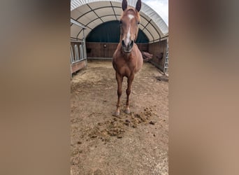 American Quarter Horse, Merrie, 1 Jaar, 150 cm, Vos