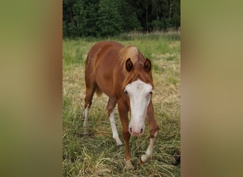 American Quarter Horse, Merrie, 1 Jaar, 150 cm, Vos