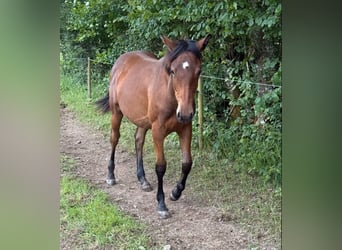 American Quarter Horse Mix, Merrie, 1 Jaar, 150 cm