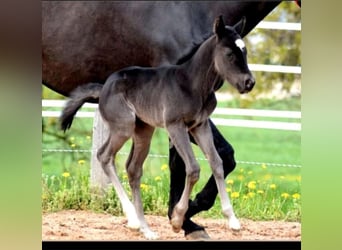 American Quarter Horse, Merrie, 1 Jaar, 150 cm, Zwart