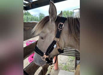 American Quarter Horse, Merrie, 1 Jaar, 151 cm, Champagne