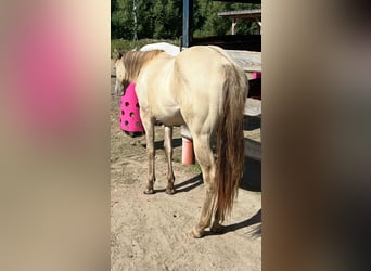 American Quarter Horse, Merrie, 1 Jaar, 151 cm, Champagne