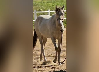 American Quarter Horse, Merrie, 1 Jaar, 151 cm, Champagne