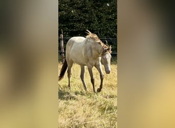 American Quarter Horse, Merrie, 1 Jaar, 151 cm, Champagne