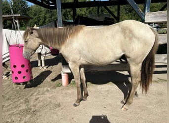 American Quarter Horse, Merrie, 1 Jaar, 151 cm, Champagne