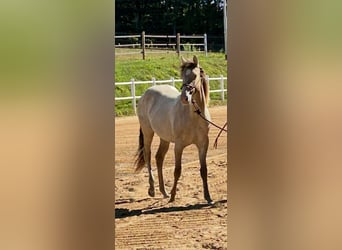 American Quarter Horse, Merrie, 1 Jaar, 151 cm, Champagne