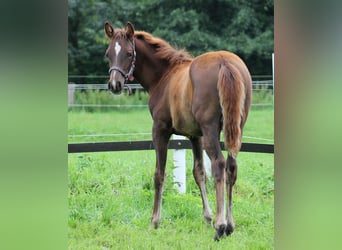 American Quarter Horse, Merrie, 1 Jaar, 151 cm, Donkere-vos