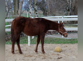 American Quarter Horse, Merrie, 1 Jaar, 151 cm, Donkere-vos