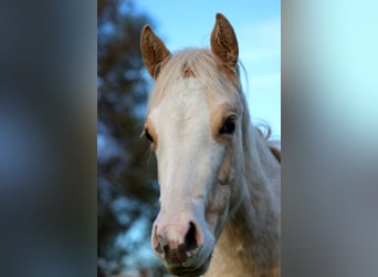American Quarter Horse, Merrie, 1 Jaar, 151 cm, Palomino