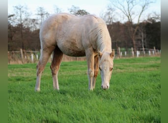 American Quarter Horse, Merrie, 1 Jaar, 151 cm, Palomino
