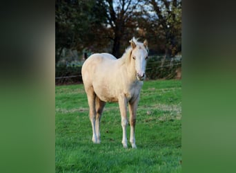 American Quarter Horse, Merrie, 1 Jaar, 151 cm, Palomino