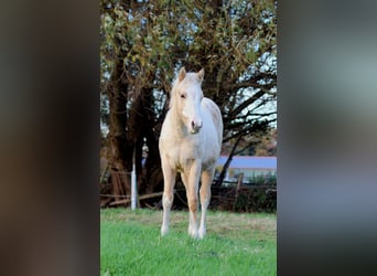 American Quarter Horse, Merrie, 1 Jaar, 151 cm, Palomino