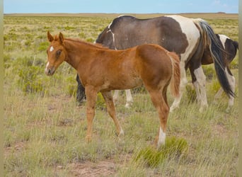 American Quarter Horse, Merrie, 1 Jaar, 152 cm, Roodvos