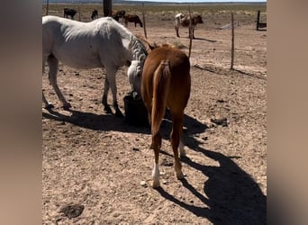 American Quarter Horse, Merrie, 1 Jaar, 152 cm, Roodvos