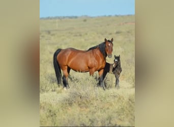 American Quarter Horse, Merrie, 1 Jaar, 152 cm, Roodvos