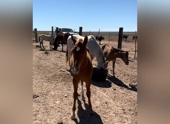 American Quarter Horse, Merrie, 1 Jaar, 152 cm, Roodvos