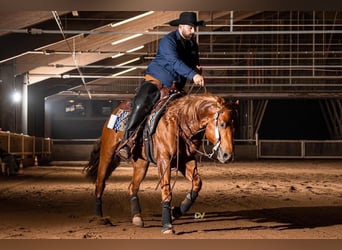 American Quarter Horse, Merrie, 1 Jaar, 152 cm, Vos