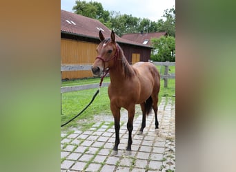 American Quarter Horse, Merrie, 1 Jaar, 153 cm, Bruin