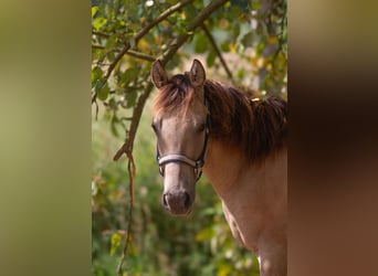 American Quarter Horse, Merrie, 1 Jaar, 153 cm, Buckskin