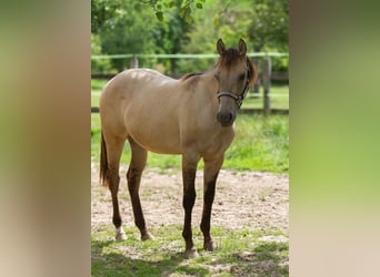 American Quarter Horse, Merrie, 1 Jaar, 153 cm, Buckskin