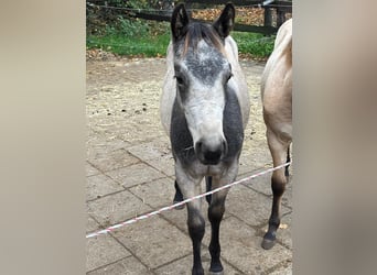 American Quarter Horse, Merrie, 1 Jaar, 153 cm, Buckskin