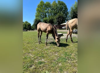 American Quarter Horse, Merrie, 1 Jaar, 153 cm, Buckskin