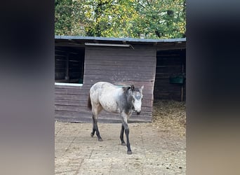 American Quarter Horse, Merrie, 1 Jaar, 153 cm, Buckskin