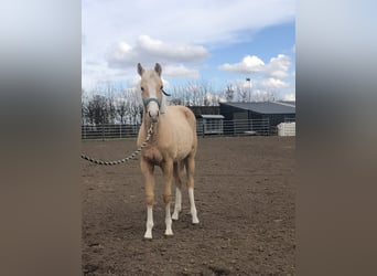 American Quarter Horse, Merrie, 1 Jaar, 153 cm, Palomino