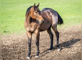 American Quarter Horse, Merrie, 1 Jaar, 153 cm, Roan-Bay