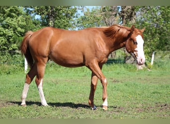 American Quarter Horse, Merrie, 1 Jaar, 153 cm, Vos