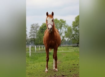 American Quarter Horse, Merrie, 1 Jaar, 153 cm, Vos