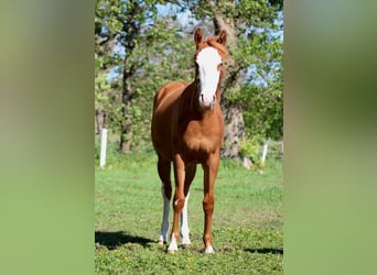 American Quarter Horse, Merrie, 1 Jaar, 153 cm, Vos
