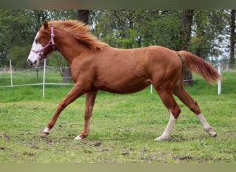 American Quarter Horse, Merrie, 1 Jaar, 153 cm, Vos