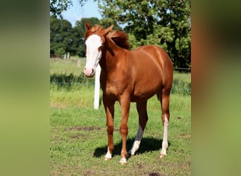 American Quarter Horse, Merrie, 1 Jaar, 153 cm, Vos