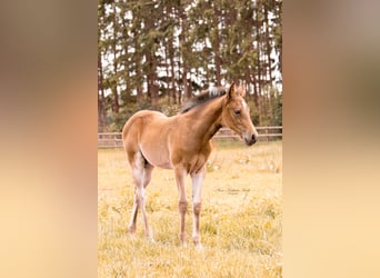 American Quarter Horse, Merrie, 1 Jaar, 155 cm, Bruin