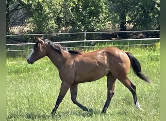 American Quarter Horse, Merrie, 1 Jaar, 155 cm, Bruin