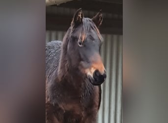 American Quarter Horse Mix, Merrie, 1 Jaar, 155 cm, Donkerbruin