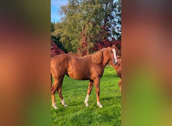 American Quarter Horse, Merrie, 1 Jaar, 155 cm, Vos