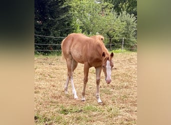 American Quarter Horse, Merrie, 1 Jaar, 155 cm, Vos