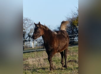 American Quarter Horse, Merrie, 1 Jaar, 155 cm