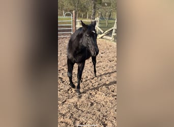 American Quarter Horse, Merrie, 1 Jaar, 155 cm, Zwart