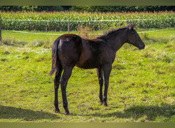 American Quarter Horse, Merrie, 1 Jaar, 155 cm, Zwart