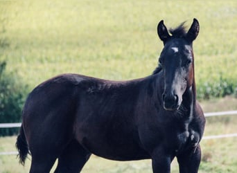 American Quarter Horse, Merrie, 1 Jaar, 155 cm, Zwart