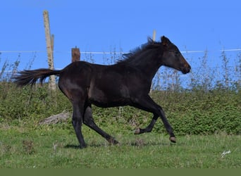 American Quarter Horse, Merrie, 1 Jaar, 155 cm, Zwart