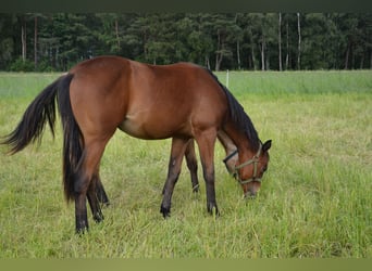 American Quarter Horse, Merrie, 1 Jaar, 155 cm, Zwartbruin