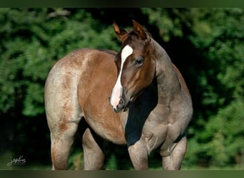 American Quarter Horse, Merrie, 1 Jaar, 156 cm, Roan-Red
