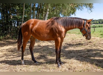 American Quarter Horse, Merrie, 1 Jaar, 160 cm, Bruin